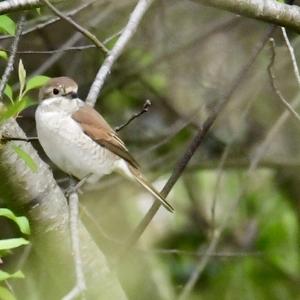 Red-backed Shrike