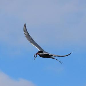 Arctic Tern