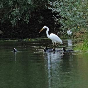 Great Egret