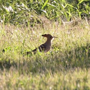 Eurasian Hoopoe