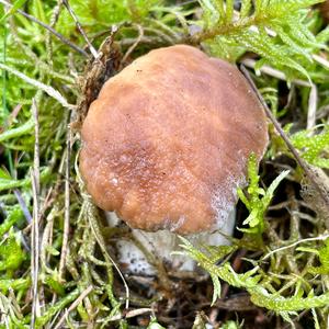 King Bolete