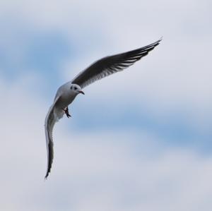 Herring Gull