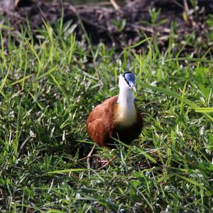 African Jacana