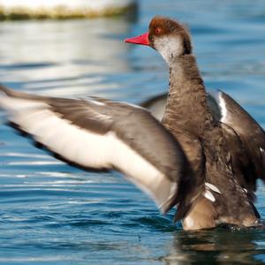 Red-crested Pochard