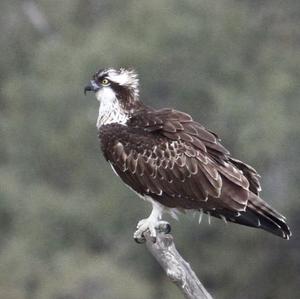 Osprey