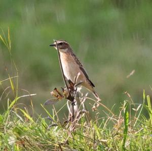 Whinchat