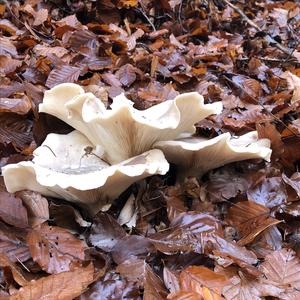 Cloudy Clitocybe