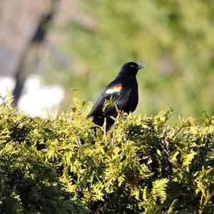 Red-winged Blackbird