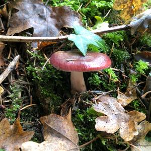 Tall Russula