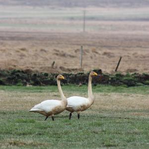 Whooper Swan