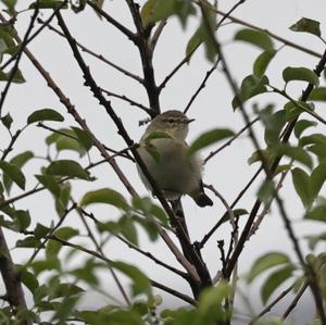 Common Chiffchaff