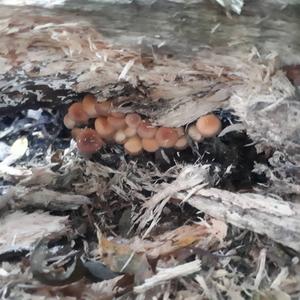 Bluing Psilocybe