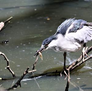 Black-crowned Night-heron