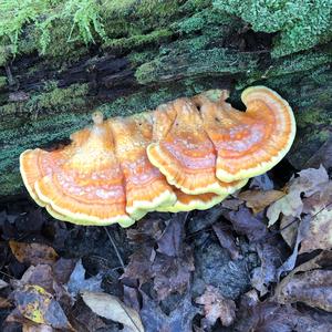 Chicken Mushroom