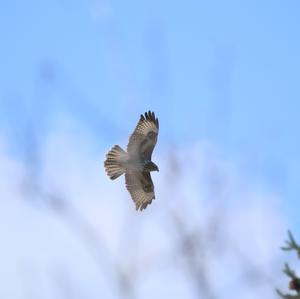 Common Buzzard