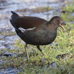 Common Moorhen