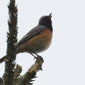 Common Redstart