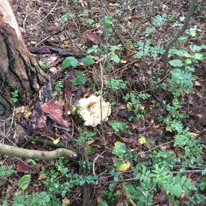 Eastern Cauliflower Mushroom