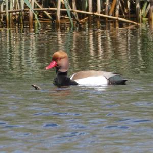 Red-crested Pochard