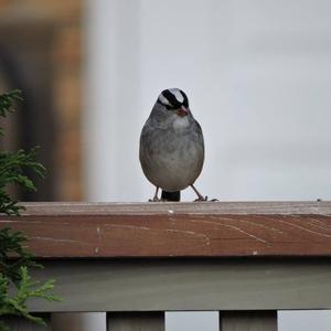 White-crowned Sparrow