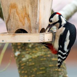 Great Spotted Woodpecker