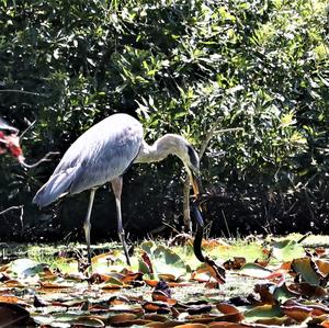 Great Blue Heron