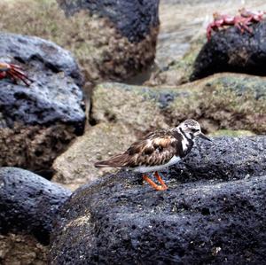 Ruddy Turnstone