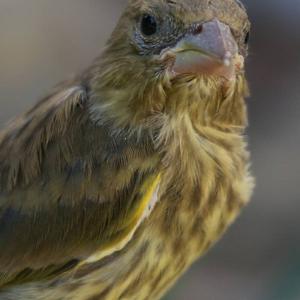 European Greenfinch