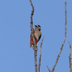 Great Spotted Woodpecker