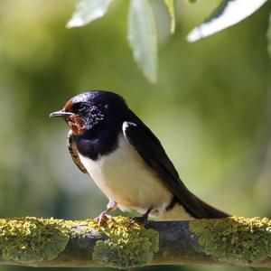 Barn Swallow