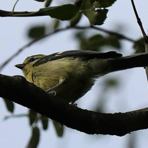 Blue Tit