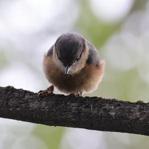 Wood Nuthatch