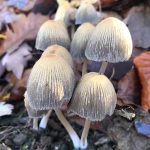 Non-inky Coprinus