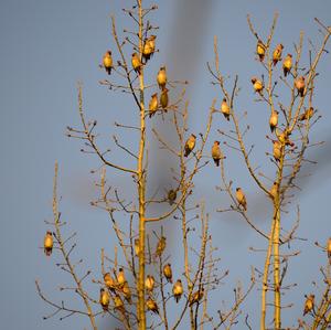 Japanese Waxwing