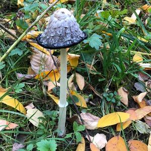 Shaggy Mane