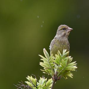 European Greenfinch