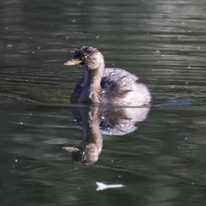 Little Grebe