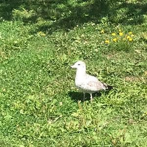 Black-legged Kittiwake