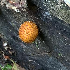 Golden Pholiota