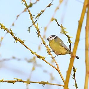 Blue Tit