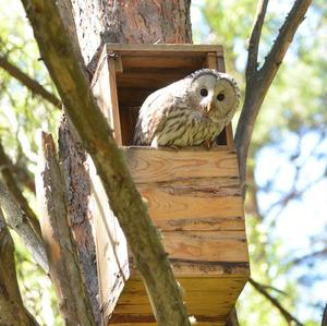 Ural Owl