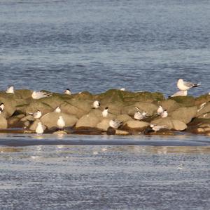 Common Tern