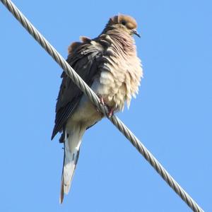 Mourning Dove