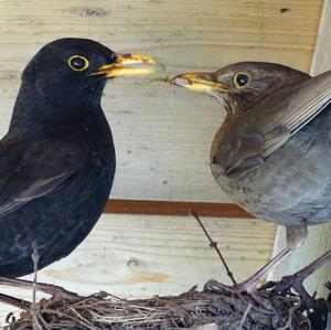 Eurasian Blackbird