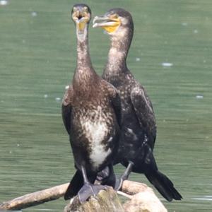 Great Cormorant