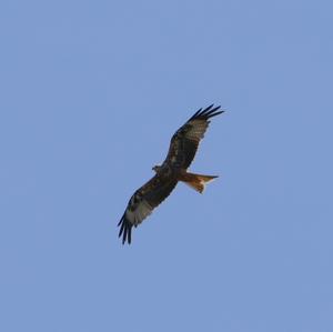 Red Kite