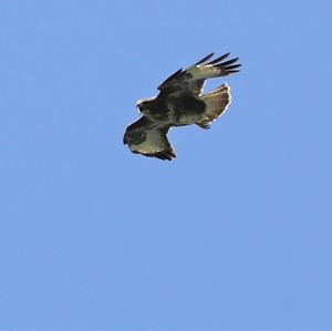 Common Buzzard