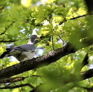 Common Wood-pigeon