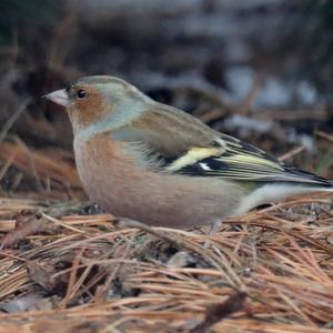 Eurasian Chaffinch