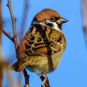 Eurasian Tree Sparrow